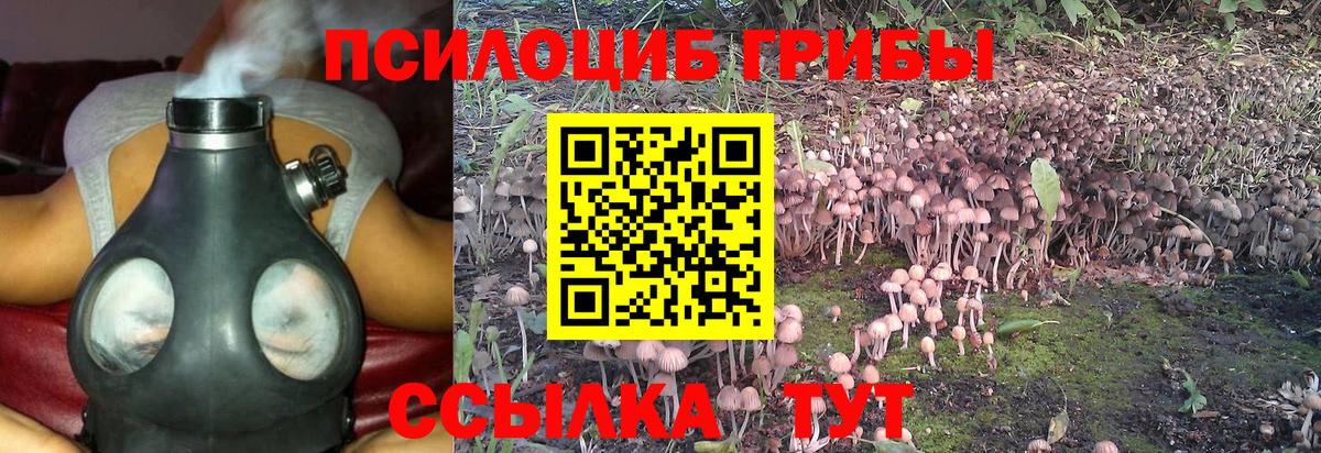 Тайшет  Галлюциногенные грибы Cubensis  Вход с VPN 
