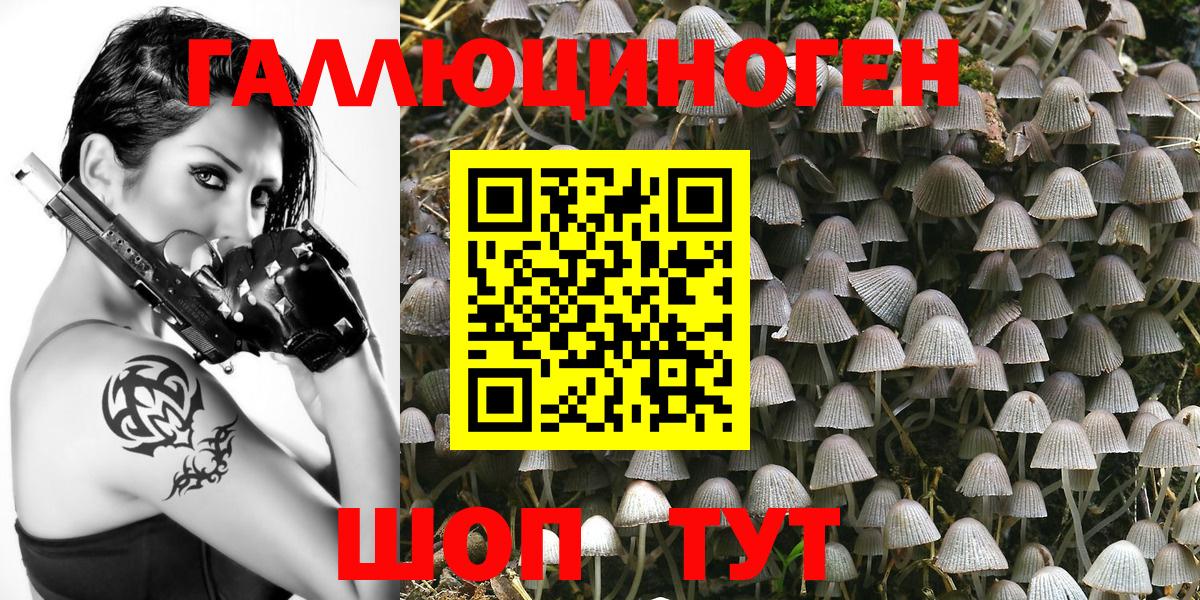 Псилоцибиновые грибы Psilocybe Тайшет